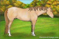 Horse Color:Bay Pearl Sabino