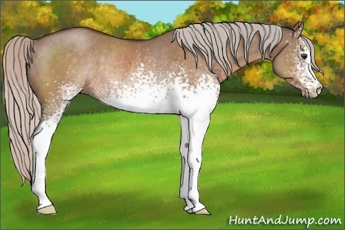Horse Color:White Spotted Silver Brown Dun Rabicano 