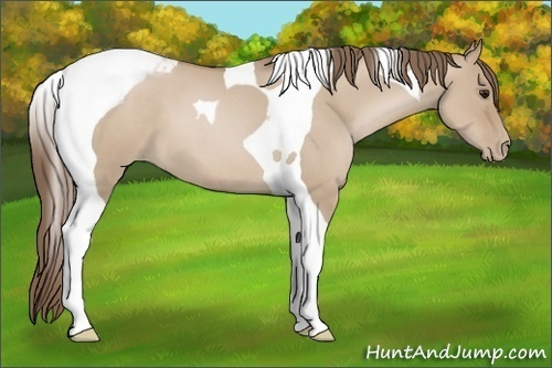 Horse Color:Grullo Roan Pearl Tobiano 