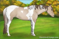 Horse Color:Grullo Roan Pearl Tobiano 
