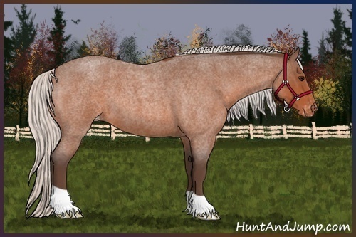 Horse Color:Silver Bay Roan Appaloosa 