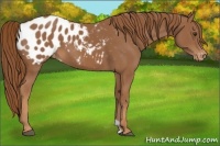 Horse Color:Chestnut Appaloosa