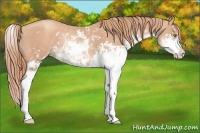 Horse Color:Gold Champagne Sabino Appaloosa Rabicano 