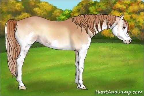 Horse Color:Red Onyx Splash