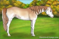 Horse Color:Red Onyx Splash 