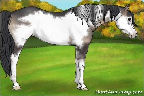 Horse Color:Blue Onyx Sabino Frame
