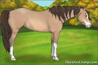 Horse Color:Amber Champagne Sabino 