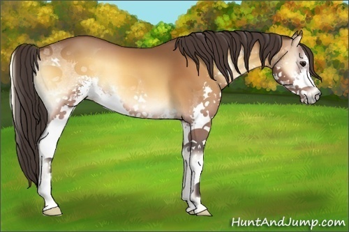Horse Color:Buckskin Onyx Sabino Splash