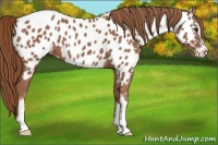 Horse Color:Chestnut Sabino Appaloosa 