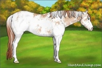 Horse Color:White Spotted Buckskin Pearl 