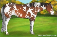 Horse Color:White Spotted Brown Sabino 