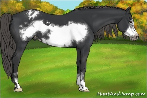 Horse Color:Black Mushroom Sabino Frame Blanket