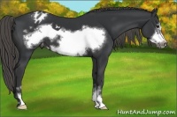 Horse Color:Black Mushroom Sabino Frame Blanket