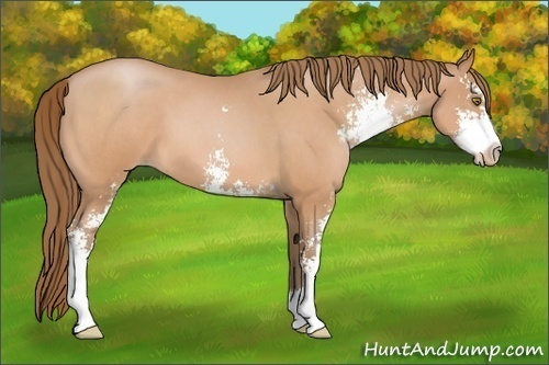 Horse Color:Brown Roan Pearl Sabino 