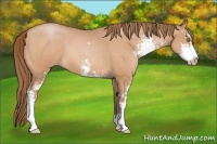 Horse Color:Brown Roan Pearl Sabino