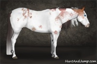 Horse Color:White Spotted Bay Splash Tobiano Appaloosa 