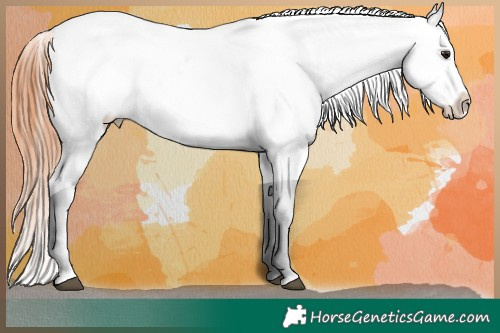 Horse Color:Bay Dun Sabino Appaloosa Rabicano Brindle 