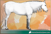 Horse Color:Bay Dun Sabino Appaloosa Rabicano Brindle 