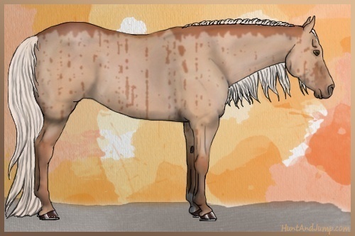 Horse Color:Silver Bay Dun 