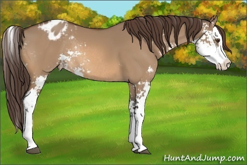 Horse Color:Bay Dun Sabino Splash Varnish Rabicano