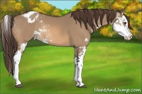 Horse Color:Bay Dun Sabino Splash Varnish Rabicano