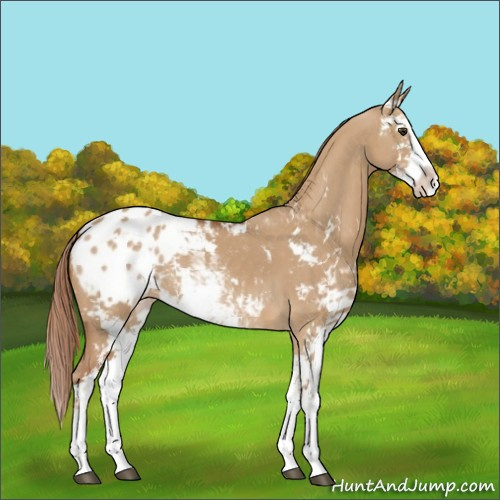 Horse Color:Red Dun Sabino Appaloosa 