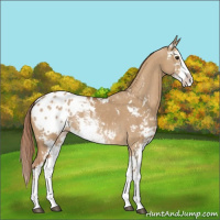 Horse Color:Red Dun Sabino Appaloosa 