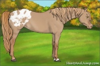 Horse Color:Red Dun Sabino Appaloosa 