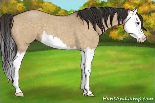 Horse Color:Buckskin Roan Dun Splash