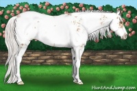 Horse Color:Silver Bay Pearl Sabino Rabicano 