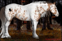 Horse Color:Bay Splash Tobiano Appaloosa and Bay Splash Tobiano Appaloosa