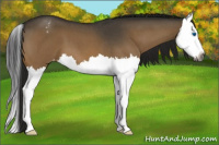 Horse Color:Gray Buckskin Roan Dun Splash Appaloosa 