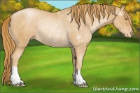 Horse Color:Chestnut Pearl Appaloosa Rabicano