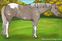 Horse Color:Silver Grullo Tobiano Appaloosa 