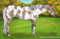 Horse Color:White Spotted Silver Grullo 