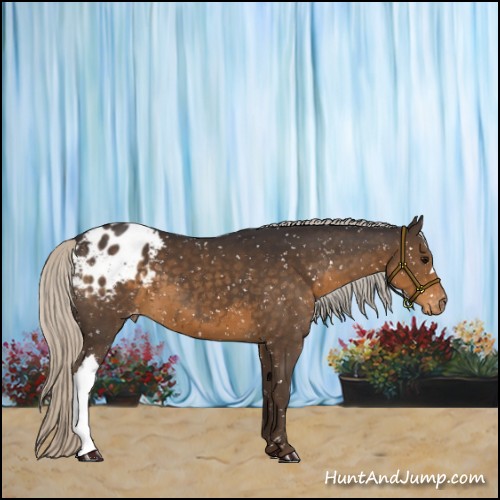 Horse Color:Silver Smoky Black Appaloosa 