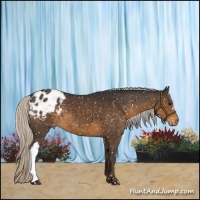 Horse Color:Silver Smoky Black Appaloosa 