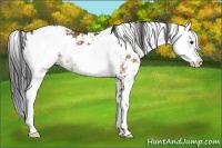 Horse Color:Brown Sabino Appaloosa 