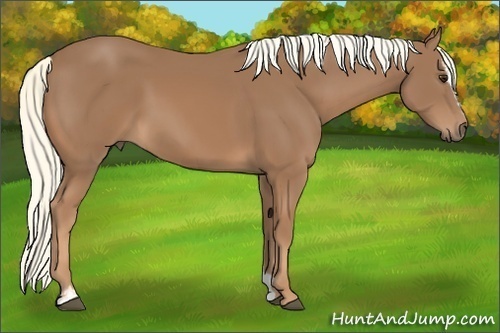 Horse Color:Chestnut Sabino 