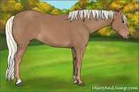 Horse Color:Chestnut Sabino 