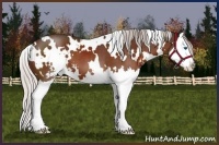 Horse Color:White Spotted Silver Brown Sabino Splash 