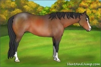 Horse Color:Brown Sabino