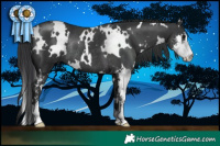Horse Color:White Spotted Black Sabino Rabicano 
