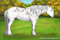 Horse Color:Brown Sabino Splash