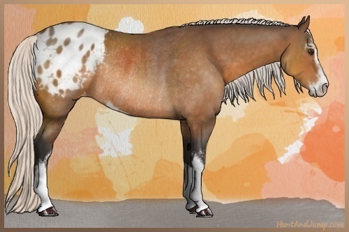 Horse Color:Silver Buckskin Sabino Appaloosa Rabicano 