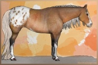 Horse Color:Silver Buckskin Sabino Varnish Rabicano