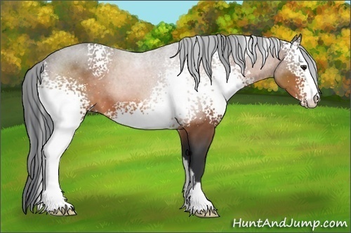 Horse Color:White Spotted Brown Sabino
