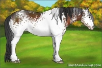Horse Color:White Spotted Brown