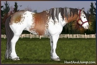Horse Color:White Spotted Buckskin Sabino Rabicano