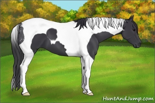 Horse Color:Black Tobiano